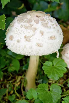 Macrolepiota: Mushroom species