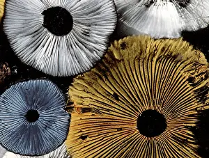 Spores: Mushroom spores - close-up