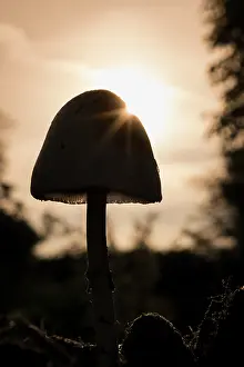 170821: Mushroom at sunrise
