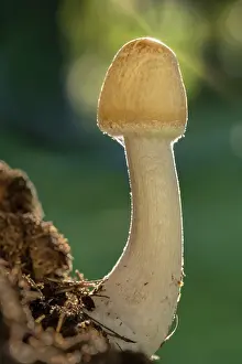170821: Mushroom with unopened cap - Norfolk UK