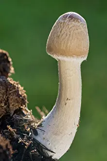 170821: Mushroom with unopened cap - Norfolk UK