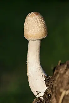 170821: Mushroom with unopened cap - Norfolk UK