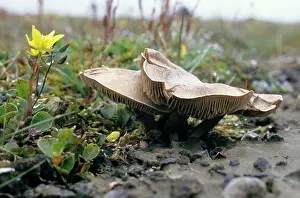 Saxifraga: Mushrooms and flowering plant Saxifraga hirculus