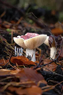 Soil: Mushrooms on forest floor, Schnmberg, Black Forest