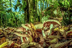 Hornbeam: Mushrooms in a forest of Hornbeam, Bugey, Ain