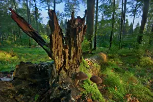 Funghi: Mushrooms growing out of a fallen halfway