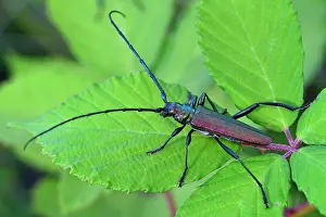 Moschata: Musk Beetle