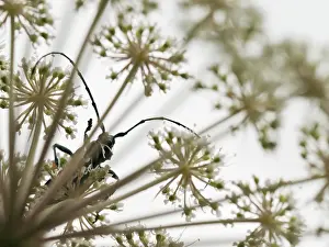 Moschata: Musk Beetle