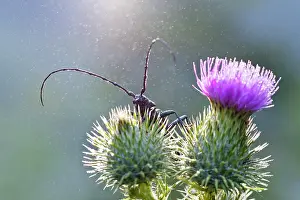 Musk: Musk Beetle