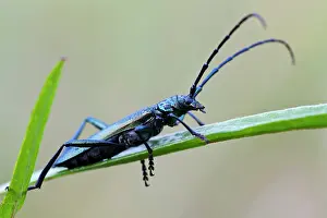 Musk: Musk Beetle