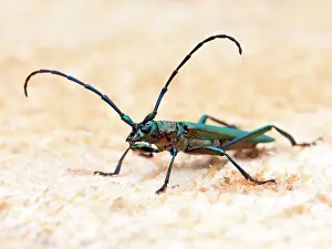 Moschata: Musk Beetle (Aromia moschata)