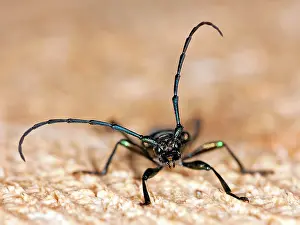 Moschata: Musk Beetle (Aromia moschata)