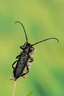 Musk: Musk beetle (Aromia moschata), North Rhine-Westphalia