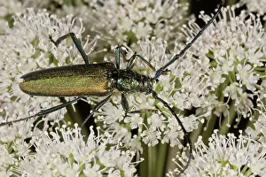Musk: Musk Beetle - feeding on Angelica flowers