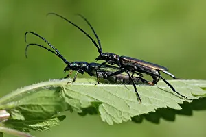 Aromia: Musk Beetle - pair mating