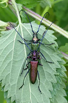 Aromia: Musk Beetle - pair mating