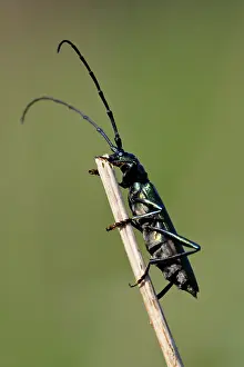 Aromia: Musk Beetle - on twig