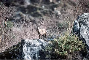 Musk: MUSK DEER