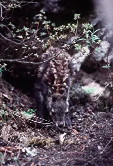 Musk: Musk DEER fawn - in undergrowth