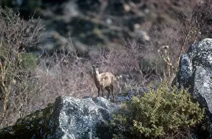 Moschus: Musk Deer - female