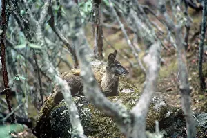 Moschus: MUSK DEER - MALE