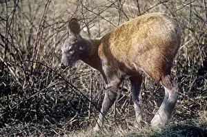 Moschus: Musk Deer - male