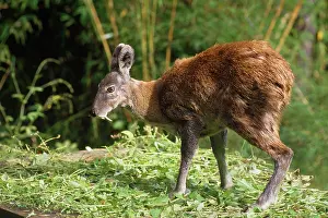 Moschus: Musk Deer - male