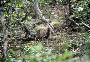Moschus: Musk Deer - in Rhododendron forest