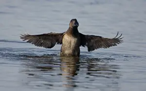 Lobata: Musk Duck female - In water with wings outstretched