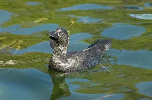 Lobata: Musk Duck - male