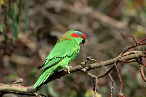 Concinna: Musk Lorikeet
