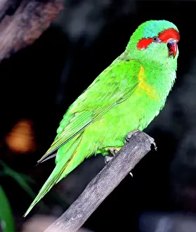 Concinna: Musk Lorikeet