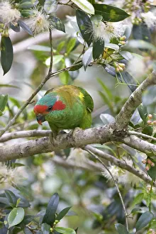 Concinna: Musk Lorikeet