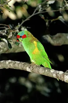 Concinna: Musk Lorikeet, Australia
