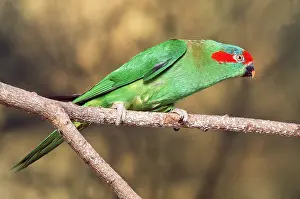 Musk: MUSK LORIKEET - ON BRANCH
