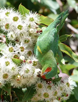 Concinna: Musk Lorikeet - Feeding on Eucalypt Flowers