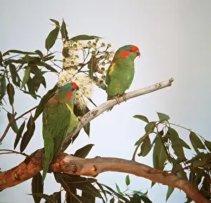Donald Trounson: Musk Lorikeets - pair on branch