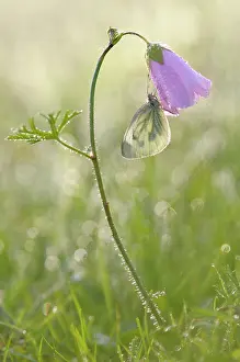 Moschata: Musk Mallow