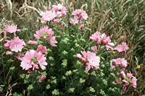 Musk: MUSK MALLOW - in flower pink