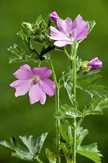Malva: Musk Mallow - in flower - summer