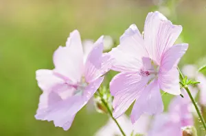 Moschata: Musk mallow, Malva moschata, Flowering stems growing