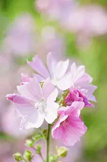 Moschata: Musk mallow, Malva moschata, Flowering stems growing