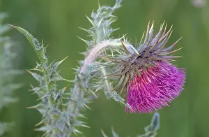 Carduus: Musk / Nodding Thistle