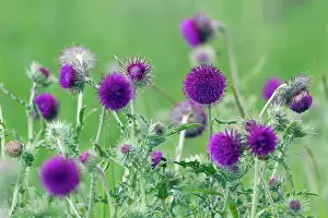 Carduus: Musk / Nodding Thistle