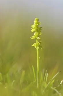Gxf6taland: Musk orchid