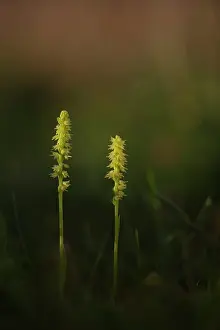 Bogland: Musk orchid