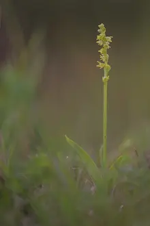 Musk: Musk orchid