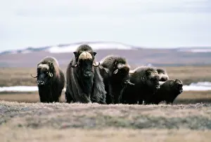 Ovibos: MUSK OX