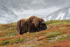 Ovibos: Musk Ox