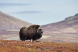 Sunndalsfjella: Musk Ox bull 38